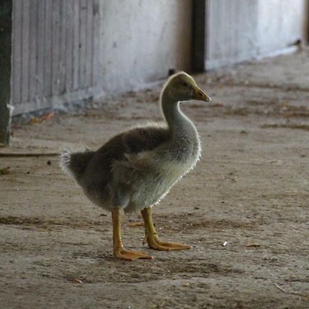 Societa Agricola La Staccionata Villa Staranzano Buitenkant foto