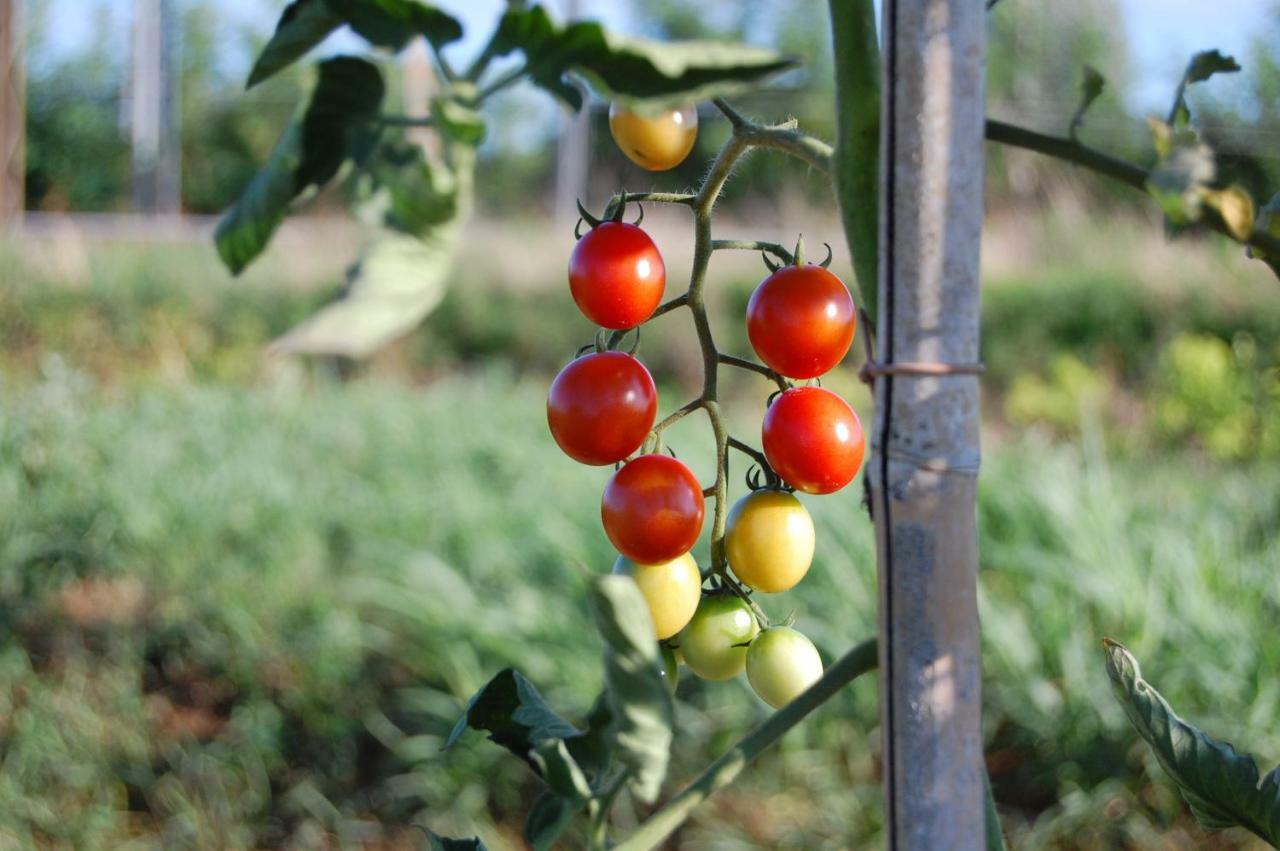Societa Agricola La Staccionata Villa Staranzano Buitenkant foto