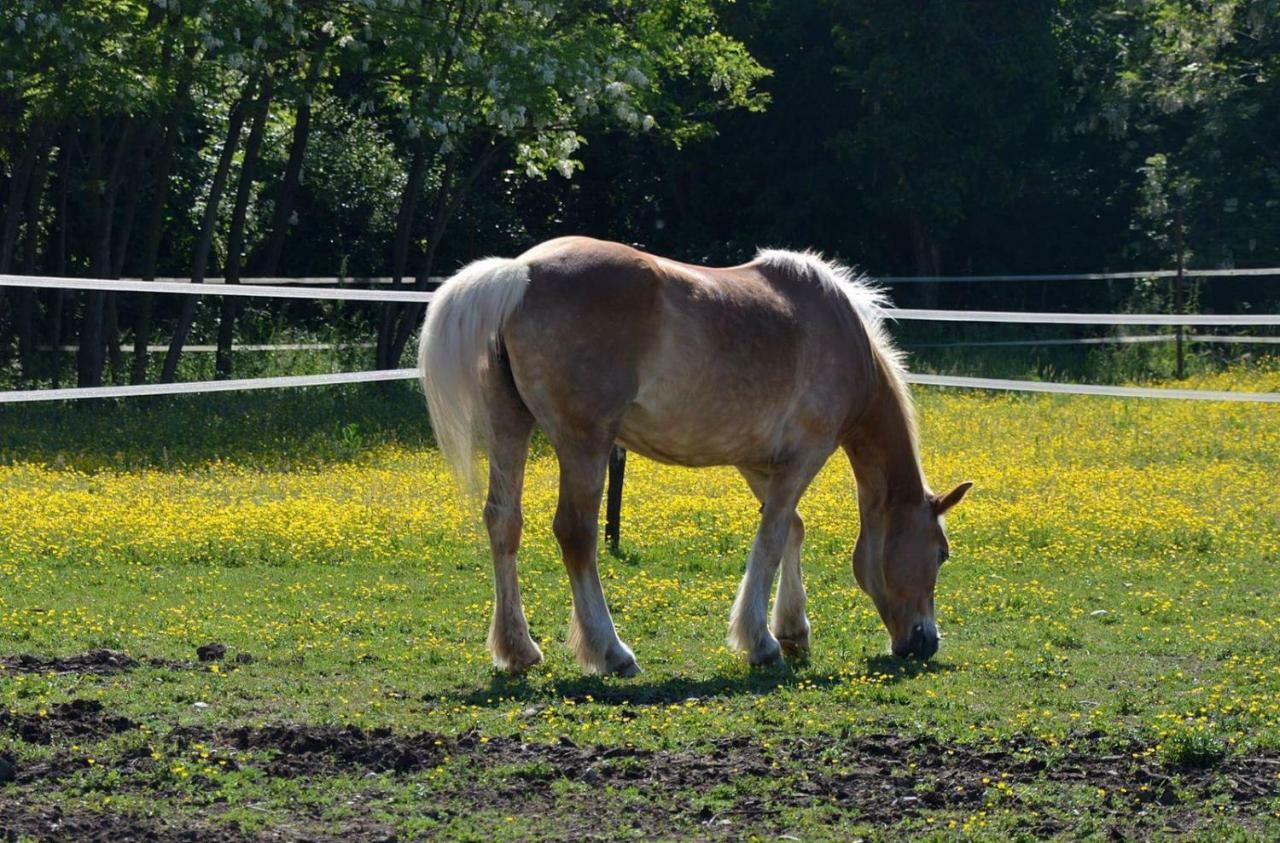Societa Agricola La Staccionata Villa Staranzano Buitenkant foto